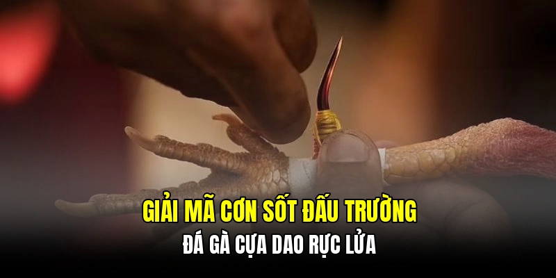 Giải mã cơn sốt đấu trường đá gà cựa dao rực lửa